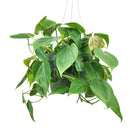 Philodendron Cordatum, philodendron cordatum care, cordatum philodendron, caring for an philodendron cordatum