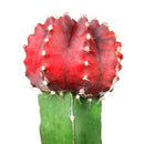 Gymnocalycium mihanovichii - Grafted Moon Cactus (Red)