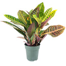 buy croton petra 'joseph's coat' live plant 6" pot online in black cylinder pot, mature lush tropical shrub with vivid painted-looking multicolor leaves, upright architectural form, air-purifying and bold, long-lived heirloom houseplant, a stunning accent for bright indoor spaces, an unforgettable gift for any occasion