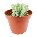 Crassula rupestris ssp. commutata 'Variegated Tom Thumb'