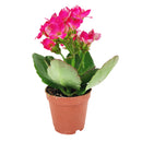buy kalanchoe blossfeldiana 'calandiva purple' live succulent 4.5'' pot online, showcasing dense rose-shaped purple double blooms above thick evergreen succulent foliage, slow grower in grower pot, easy care minimal watering, long-lasting color for h