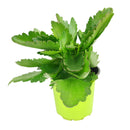 Kalanchoe blossfeldiana Calandiva Yellow, best flowering houseplant, gift plant