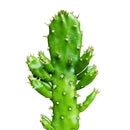 buy joseph's coat cactus live cactus 2 inch online, vivid variegated prickly pear with multi-tone pad coloring, compact slow-growing upright cactus, hardy to usda zone 9 with frost protection needed, full sun direct light required for best color, adds bold desert character to any well-lit living space, an extraordinary and rare gift for any plant collection