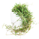 buy ceropegia linearis string of needles live houseplant 4'' pot online, delicate trailing semi-succulent with narrow pointed green needles cascading gracefully, slow grower with elegant vining form, low maintenance care routine, beautiful hanging plant for indoor spaces, rare and charming gift for plant collectors