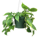 Philodendron Cordatum, philodendron cordatum care, cordatum philodendron, caring for an philodendron cordatum