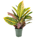 buy croton petra 'joseph's coat' live plant 6" pot online in black cylinder pot, mature lush tropical shrub with vivid painted-looking multicolor leaves, upright architectural form, air-purifying and bold, long-lived heirloom houseplant, a stunning accent for bright indoor spaces, an unforgettable gift for any occasion