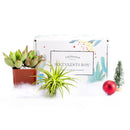 Succulents for Sale, Types of Succulents, Succulents Shop in California, Succulents and Cactus Plants, Cactus Box, Subscription Box with Care Instruction, Succulent Subscription Box
