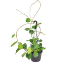 8 inch rare trailing hoya kerrii heart large size live houseplant for sale, vibrant evergreen heart-shaped leaves covering multiple cascading stems, semi-succulent waxy foliage in rich forest green, epiphytic tropical vine with slow steady growth, easy care and non-toxic to pets, displayed trailing from a hanging hook in a bright airy room for a lush bohemian look, a rare collector find and thoughtful heirloom-quality houseplant gift