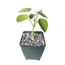 buy adenia volkensii live succulent 4 inch online, rare passifloraceae family caudex plant with twisted woody trunk, smooth pale stems and alternating dissected foliage, slow-growing perennial with medicinal heritage, bright-light lover with minimal watering routine, bold architectural floor plant for collectors, one-of-a-kind exotic gift for serious succulent enthusiasts