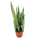 buy snake plant sansevieria zeylanica live houseplant nursery pot online, full plant view showing dense upright rosette of sword-like dark green leaves with creamy horizontal stripes, compact narrow footprint, thrives in low to bright indirect light, low-water evergreen air purifier, versatile architectural decor for any interior style, a perfect gift that grows for decades