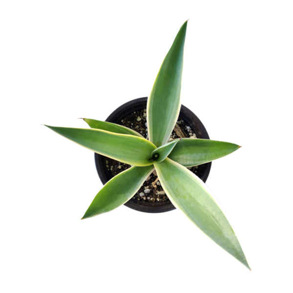 Agave Angustifolia Marginata Succulent | Caribbean Agave Plant