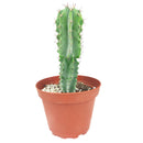 Polaskia Chichipe Cactus