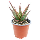 buy aloe coral fire live succulent 4 inch plastic pot online, fiery coral margins edging deep forest green fleshy leaves, slow-growing compact clustering aloe rosette, thrives in full sun to bright indirect light, drought tolerant and low maintenance succulent, bold windowsill or patio container display, memorable succulent gift for beginners and collectors alike