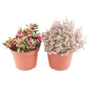 Succulent Plant Gift Ideas For Valentine's Day, Best Valentine Gifts 2024, Unique DIY Valentine's Day Gifts For That Special Someone, Rosette shaped succulent assorted pack, Succulent assorted pack perfect for weddings, Purple and pink succulent pack for wedding plan