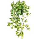 buy pothos n'joy live houseplant 8" pot online, full and flourishing trailing vine in a nursery pot with cascading white and bright green variegated heart-shaped leaves, slow-growing air-purifying tropical vine, drought-tolerant and low maintenance, a dramatic bohemian showpiece and a memorable plant gift