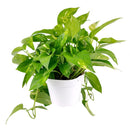 8" pot pothos 'golden' live houseplant for sale, impressive mature trailing vine with abundant golden-variegated heart-shaped leaves, planted in a black eco pot, drought-tolerant and low maintenance, vigorous vining growth habit, bold statement piece for living rooms or entryways, an exceptional and enduring gift