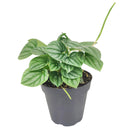 6" pot peperomia 'frost' live houseplant for sale, full plant view in nursery pot showing dense silver-frosted foliage with prominent dark green veins and rippled heart-shaped leaves, compact slow-growing tropical plant native to south america, non-toxic to cats dogs and humans, air-purifying properties make it ideal for home and office environments, an exceptional and enduring gift for any plant lover