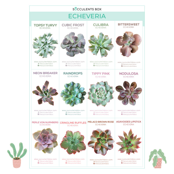 Free Printable Succulent ID Cards - Succulent Gift Ideas
