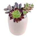 succulent gifts online, succulent flower arrangement delivery, teacher appreciation gifts succulent, succulent flower arrangement, unique diy memorial gifts, Plant Gifts for Men, Happy Father's Day Gift, Succulent Gift for Men, Thank You Gift Dad, Appreciation Gift for Dad