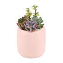 valentine's day succulent gifts, send succulent arrangement, mini succulent gifts, mother's day succulent arrangement, succulent plant arrangement ideas, unique diy gifts, valentines succulent arrangement, small succulent arrangement ideas, holiday succulent gifts, succulent themed gifts, succulent pot arrangement, succulent christmas gifts, Plant Gifts for Men, Happy Father's Day Gift, Succulent Gift for Men, Thank You Gift Dad, Appreciation Gift for Dad