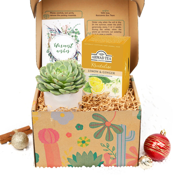 Warmest Wishes Succulent Gift Box