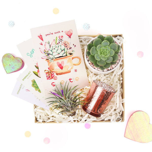 Unique Valentines Day Gift Box  Succulent and Air Plant Gift for  Sweetheart - Succulents Box