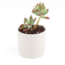 Echeveria Harmsii Ruby Slipper