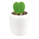 How to care for Hoya Kerrii, Hoya Heart care guide, Hoya Heart for sale, Hoya heart near me, heart-shaped gift ideas, Heart-shaped plants for sale, best houseplants, best indoor plants, types of houseplants, low light houseplants, easy to grow houseplants