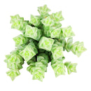 Crassula rupestris ssp. commutata 'Variegated Tom Thumb'