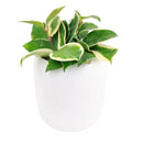 6 inch variegated hoya carnosa live houseplant for sale, full trailing vine in grower pot showing abundant variegated foliage, green and white leaves with pink blush in bright light, long-lived heirloom houseplant, suited for bright bathroom or kitchen windowsill, a beautiful and enduring gift for any plant lover