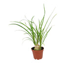 buy palm ponytail live houseplant 8" pot black eco pot online, spectacular mature succulent tree with a dense fountain of long dark green leaves and a prominent water-storing caudex, upright architectural form, thrives in direct or bright indirect light, drought tolerant and long-lived, an unforgettable floor plant gift for any home