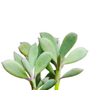 Vertical Leaf Senecio - Senecio crassissimus