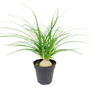buy palm ponytail live houseplant 8" pot black eco pot online, spectacular mature succulent tree with a dense fountain of long dark green leaves and a prominent water-storing caudex, upright architectural form, thrives in direct or bright indirect light, drought tolerant and long-lived, an unforgettable floor plant gift for any home