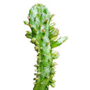 Variegated Joseph's Coat Cactus - Opuntia monacantha variegata