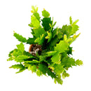 christmas cactus, thanksgiving cactus, how to care for a christmas cactus, thanksgiving cactus care, Christmas Cactus Thanksgiving Cactus for sale