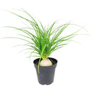 buy palm ponytail live houseplant 8" pot black eco pot online, spectacular mature succulent tree with a dense fountain of long dark green leaves and a prominent water-storing caudex, upright architectural form, thrives in direct or bright indirect light, drought tolerant and long-lived, an unforgettable floor plant gift for any home