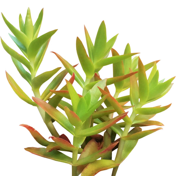 succulent campfire plant Crassula Campfire Succulent for Sale and Care Guide