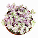 Callisia Repens f. variegata Pink Lady (Turtle Vine) - Pink Panther Plant