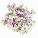 Callisia Repens f. variegata Pink Lady (Turtle Vine) - Pink Panther Plant
