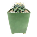 3 inch mammillaria polythele (martius) cactus live cactus for sale, prominent bumps covered in woolly white hair with pink to purple crown flowers, compact yet tall-growing upright cactus, full sun loving and drought tolerant, native mexican species ideal for desert-themed displays, rare collector gift for succulent lovers