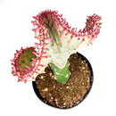 Mermaid Tail Succulent, monthly succulents, succulent care, succulent care guide, Succulents shop near me, indoor succulents, succulents garden, cactus, succulent subscription, Mermaid Tail Succulent in California, How to grow Mermaid Tail Succulent, Rare Crested Pink Cactus, rare succulent, cactus, cactus succulent, succulent cactus, cacti, cactus and succulents, succulents box, succulent shop, buy succulents online