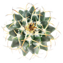 3 inch mammillaria polythele (martius) cactus live cactus for sale, prominent bumps covered in woolly white hair with pink to purple crown flowers, compact yet tall-growing upright cactus, full sun loving and drought tolerant, native mexican species ideal for desert-themed displays, rare collector gift for succulent lovers