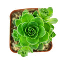 Aeonium Aureum Green Mountain Rose