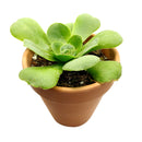 Aeonium undulatum
