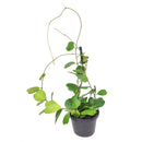 8 inch rare trailing hoya kerrii heart large size live houseplant for sale, vibrant evergreen heart-shaped leaves covering multiple cascading stems, semi-succulent waxy foliage in rich forest green, epiphytic tropical vine with slow steady growth, easy care and non-toxic to pets, displayed trailing from a hanging hook in a bright airy room for a lush bohemian look, a rare collector find and thoughtful heirloom-quality houseplant gift