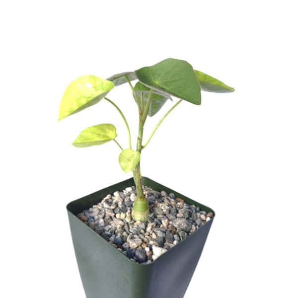 woody stem succulent Adenia Volkensii Succulent | Caudex Plant Woody Stem Plant