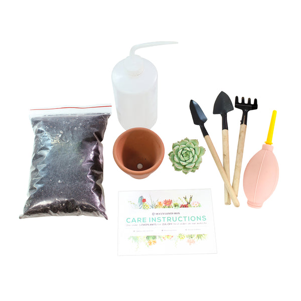 succulent plant starter kit Beginner Kit (tools + 2" plant) | Plant Starter Kit | Succulent Gift for Beginners
