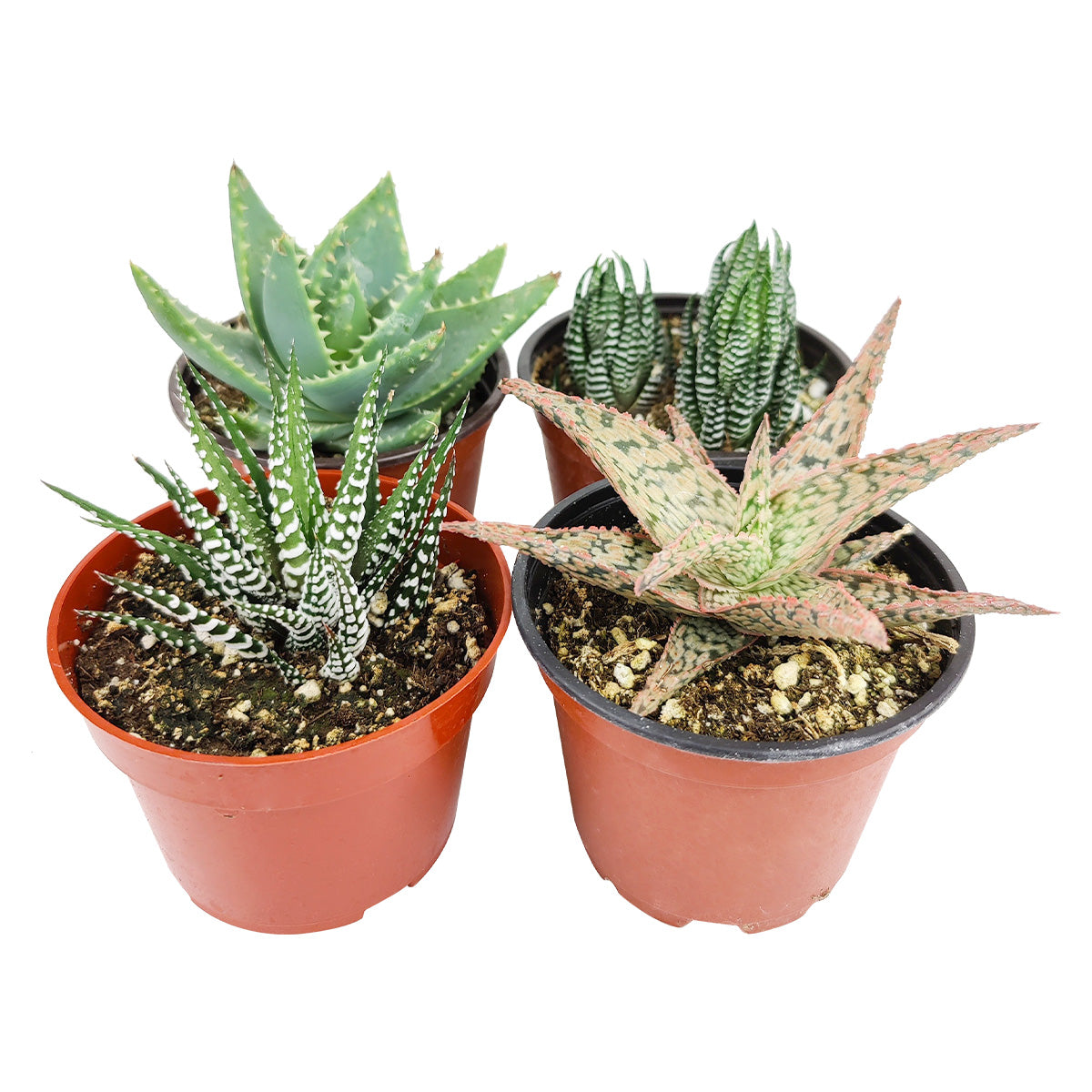 Live Haworthia Aloe Agave Gasteria Assorted Pack for sale, A Variety of Healthy Live Haworthia Aloe Agave Gasteria Succulent Plant, Colorful Haworthia Aloe Agave Gasteria Gift Ideas, How to care for Haworthia Aloe Agave Gasteria Succulent, How to grow Haworthia Aloe Agave Gasteria Succulent Indoor, Haworthia Aloe Agave Gasteria, buy succulents online, succulent shop, succulent store, Haworthia Aloe Agave Gasteria plant, indoor succulents