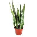 buy snake plant sansevieria zeylanica live houseplant nursery pot online, full plant view showing dense upright rosette of sword-like dark green leaves with creamy horizontal stripes, compact narrow footprint, thrives in low to bright indirect light, low-water evergreen air purifier, versatile architectural decor for any interior style, a perfect gift that grows for decades