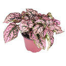 pink polka dot plant outdoors, pink polka dot splash plant, hypoestes 'pink', hypoestes pink splash care, hypoestes pink plant, pink hypoestes care, how to take care of pink polka dot plant, perfect houseplant for indoor home decor